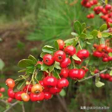 正版东方心经资料大全