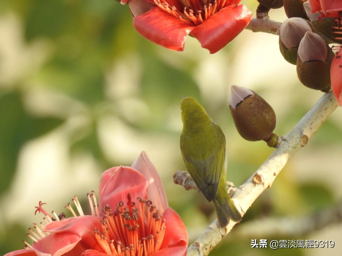 澳门跑狗图论坛凤凰