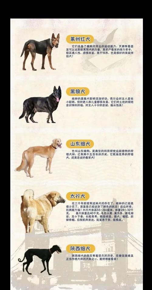 7777888888免费四肖和中国下司犬外网爆火与中国下司犬介绍