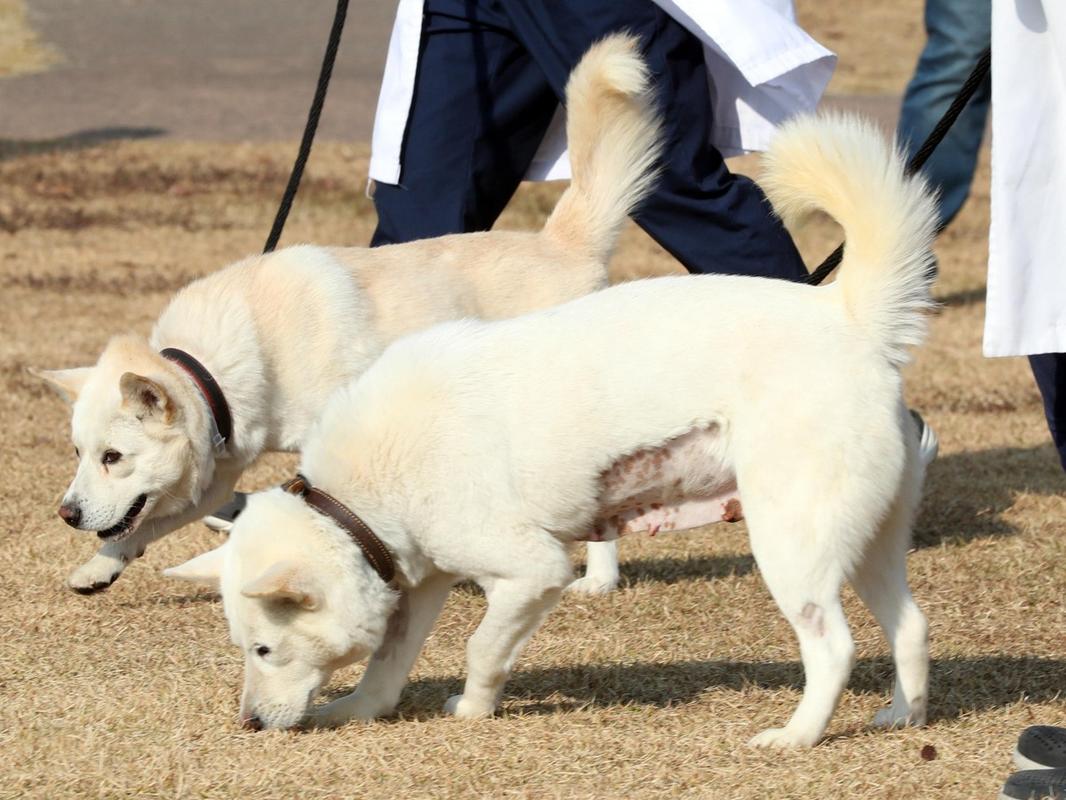 2025最新免费资料大全和中国下司犬外网爆火与中国下司犬介绍
