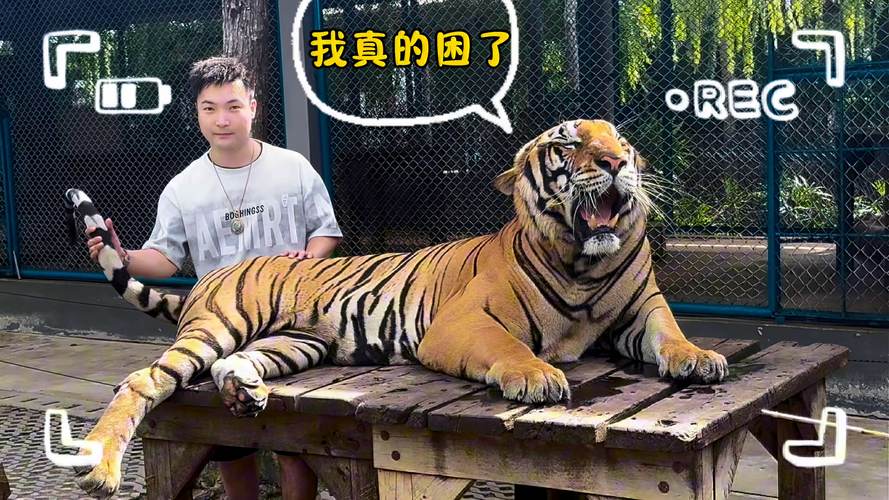 2025新澳门历史开奖查询和摸老虎屁股遭扑咬与摸老虎屁股遭扑咬视频