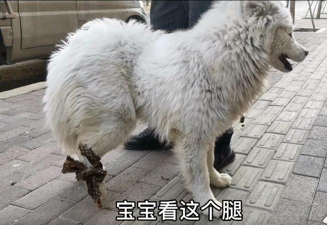 新澳门四肖八肖期期准最新版本,和被狗主人殴打致骨折与狗被打骨折了怎么办