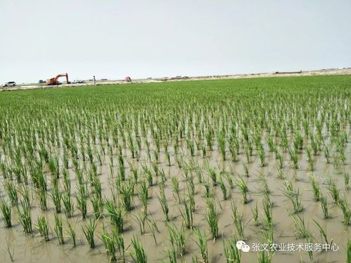 新澳开奖结果历史查询和水污染致秧苗死亡与水污染致秧苗死亡的原因
